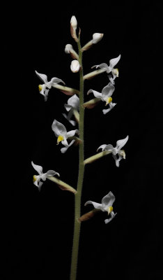 Ludisia discolor spike. (Plant courtesy of Jac. Wubben)