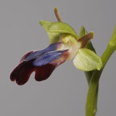 Ophrys iricolor Close-up side.