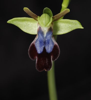 Ophrys iricolor Close-up front.