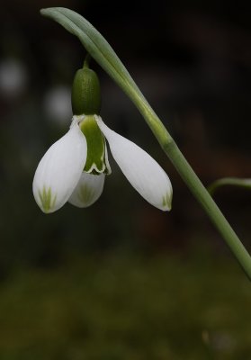 Galanthus elwesii var. elwesii with almost completely green inner petals and green tips.