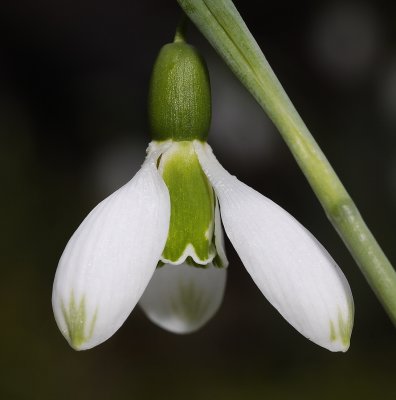 Galanthus elwesii var. elwesii with almost completely green inner petals and green tips. Close-up.