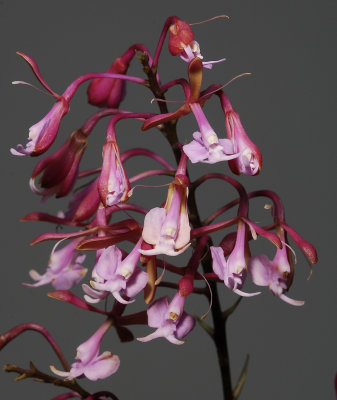 Epidendrum capricornu Closer.