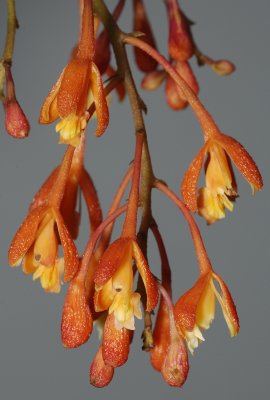 Epidendrum embreei. Closer.