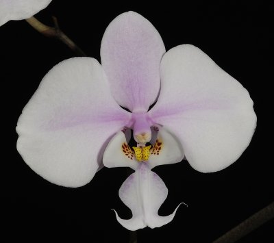 Phalaenopsis schilleriana Close-up.