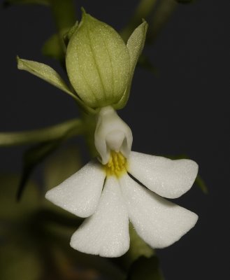 Calanthe argenteostriata. Close-up. (Plant courtesy of Jac. Wubben)