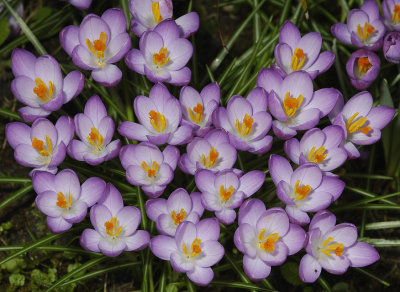 Crocus tommasinianus.