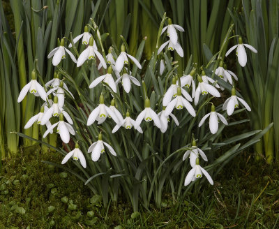 Galanthus nivalis.