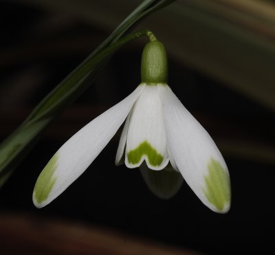 Galanthus nivalis 'Viridapice'. Close-up.
