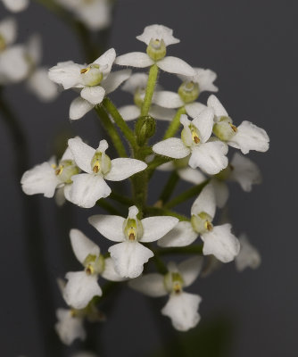 Ponthieva spec.