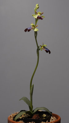 Ophrys iricolor.