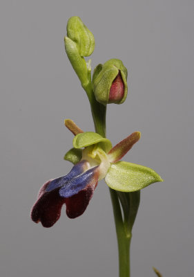 Ophrys iricolor with bud. Note the red undersid of the lip of the flower in bud