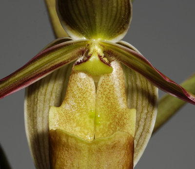 Phragmipedium longifolium. Detail. (Plant courtesy of Jac Wubben)