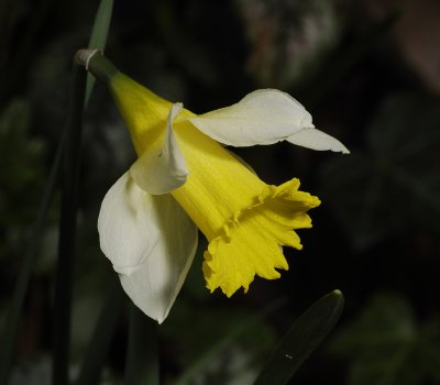 Narcissus pseudonarcissus subsp. pseudonarcissus. close-up.