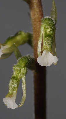 Cyclopogon spec. 2 Close-up. (Plant courtesy of Jac. Wubben)