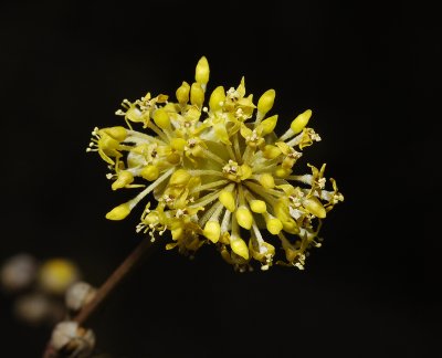 Cornus mas. Close-up.