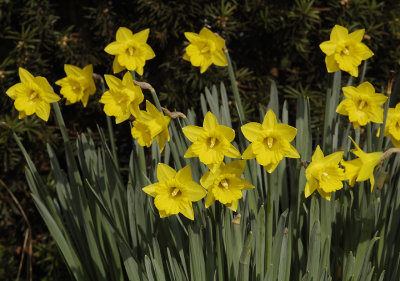 Narcissus pseudonarcissus subsp. obvallaris.