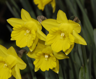 Narcissus pseudonarcissus subsp. obvallaris. Close-up.
