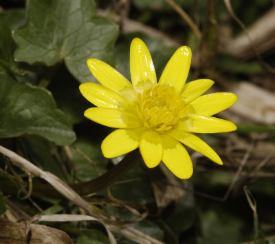 Ficaria verna. Close-up.