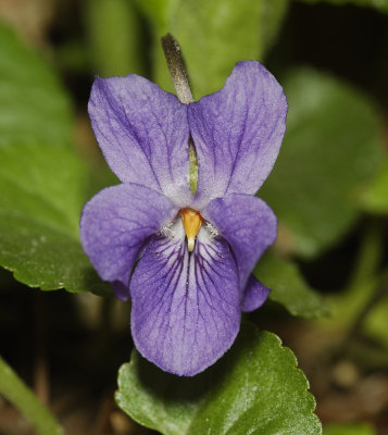 Viola odorata. Close-up.