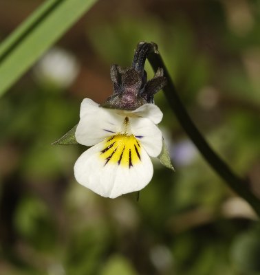 Viola arvensis.