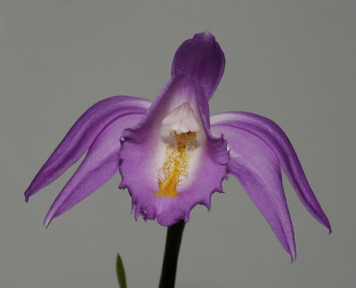 Pleione aurita. (Plant courtesy of Jac. Wubben)