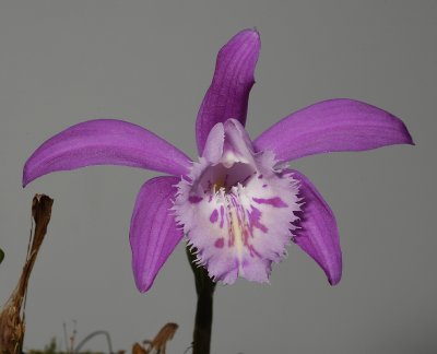 Pleione x barbarae. (also known as the pink P. grandiflora) (Plant courtesy of Jac. Wubben)