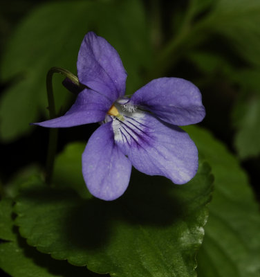 Viola reichenbachiana. Close-up.