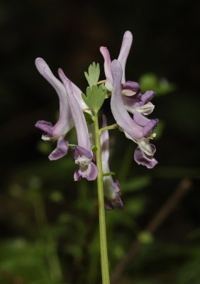 Corydalis solida. Close-up. Note the lobed bracts.