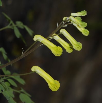 Pseudofumaria lutea. Close-up.