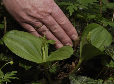 Hans Haafkens shows that these plants are clearly larger than the other species in the genus