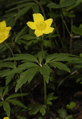 Anemone ranunculoides.