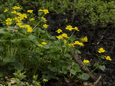 Caltha palustris.