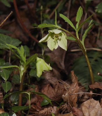 Helleborus viridis.