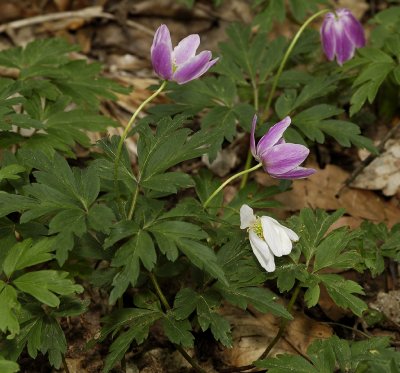 Anemone nemorosa. When almost finished the flowers often turn purplish.