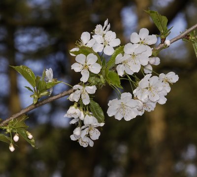 Prunus avium. Close-up.