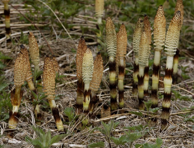 Equisetum telmateia. Spore cones.