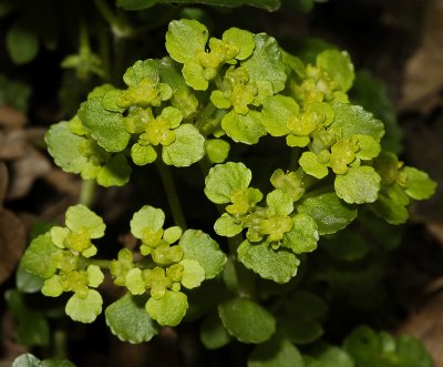 Chrysoplenium oppositifolium. Close-up.