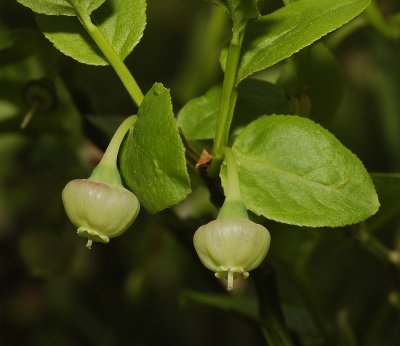 Vaccinium myrtillus. Flowers.