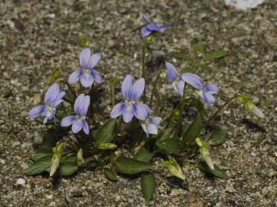 Flowers blue. Plant without underground runners. Leaves usually with a heart shaped base. (Viola canina)