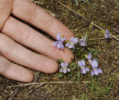 Viola canina. With hand.