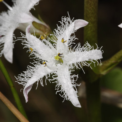 Menyanthes trifoliata. Close-up.