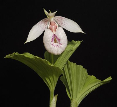 Cypripedium formosanum.