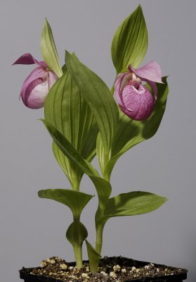 Cypripedium macranthos.