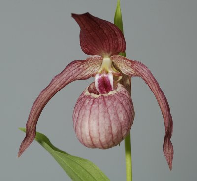 Cypripedium x ventricosum. Close-up.