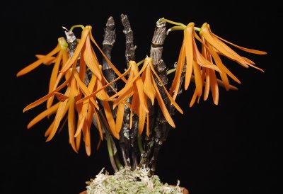 Dendrobium dickasonii.