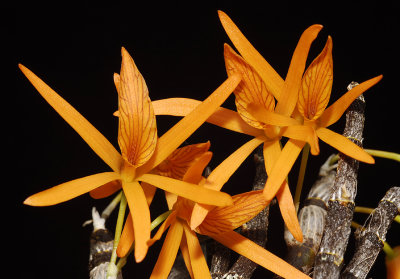 Dendrobium dickasonii. Close-up.