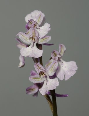 Orchis anatolica.