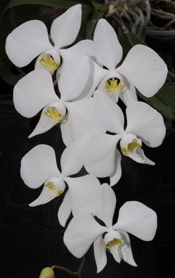 Phalaenopsis amabilis.