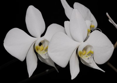 Phalaenopsis amabilis.