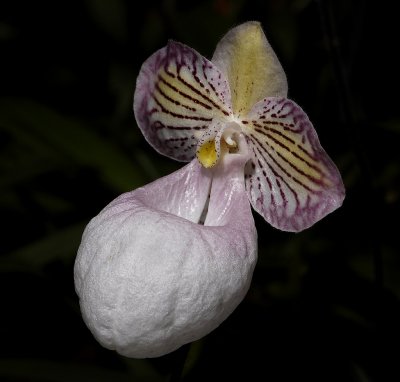 Paphiopedilum micranthum. (Plant photographed on show)